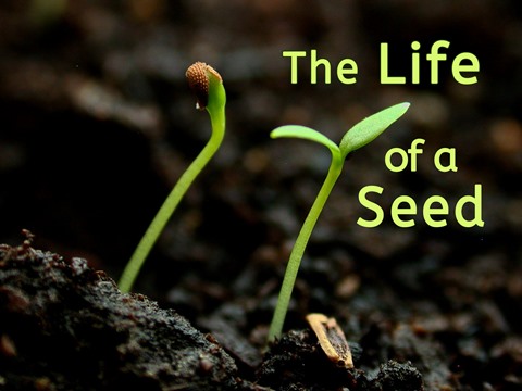 Inside Daily Mind Tip: Life Today Is The Seed Of Another